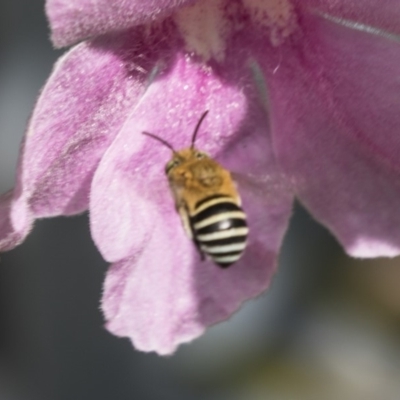 Amegilla sp. (genus) (Blue Banded Bee) at Hackett, ACT - 2 Dec 2018 by AlisonMilton