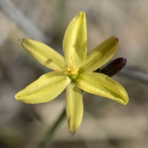 Tricoryne elatior at Michelago, NSW - 30 Nov 2018