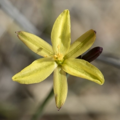 Tricoryne elatior (Yellow Rush Lily) at Michelago, NSW - 30 Nov 2018 by Illilanga
