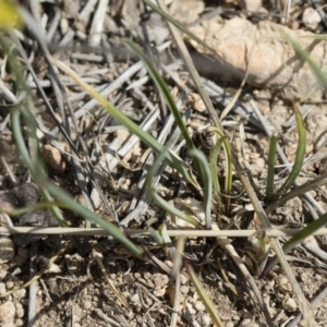 Tricoryne elatior at Michelago, NSW - 30 Nov 2018 03:46 PM