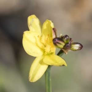 Tricoryne elatior at Michelago, NSW - 30 Nov 2018