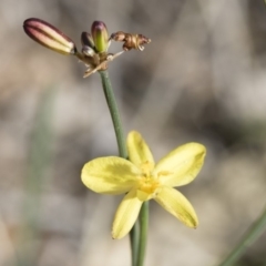 Tricoryne elatior at Michelago, NSW - 30 Nov 2018