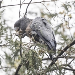 Callocephalon fimbriatum (Gang-gang Cockatoo) at Acton, ACT - 2 Dec 2018 by AlisonMilton