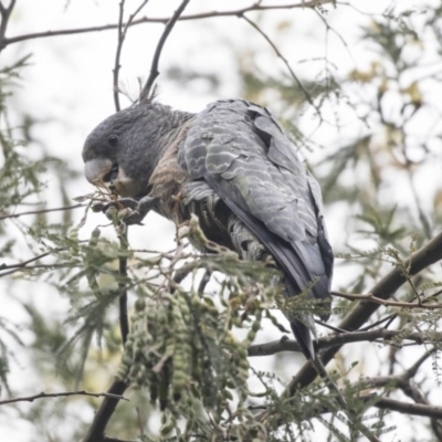 Callocephalon fimbriatum (Gang-gang Cockatoo) at Acton, ACT - 2 Dec 2018 by AlisonMilton