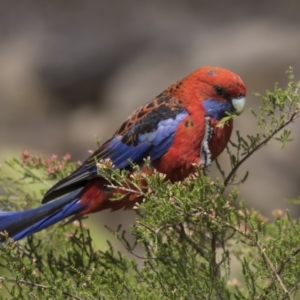 Platycercus elegans at Acton, ACT - 2 Dec 2018