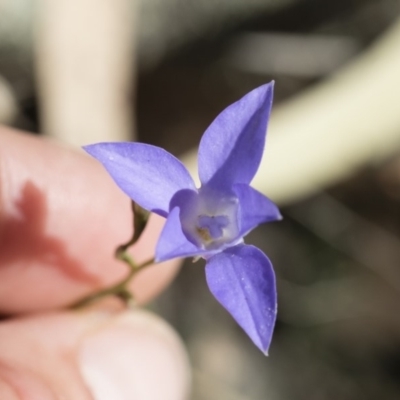 Wahlenbergia capillaris (Tufted Bluebell) at Michelago, NSW - 30 Nov 2018 by Illilanga