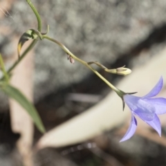 Wahlenbergia capillaris at Michelago, NSW - 30 Nov 2018 03:52 PM