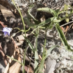 Wahlenbergia capillaris at Michelago, NSW - 30 Nov 2018