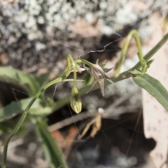 Wahlenbergia capillaris at Michelago, NSW - 30 Nov 2018