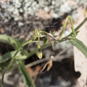 Wahlenbergia capillaris at Michelago, NSW - 30 Nov 2018 03:52 PM