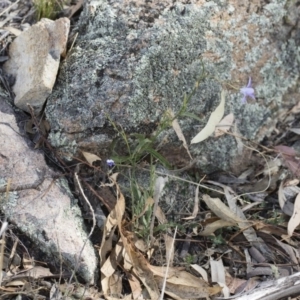 Wahlenbergia capillaris at Michelago, NSW - 30 Nov 2018
