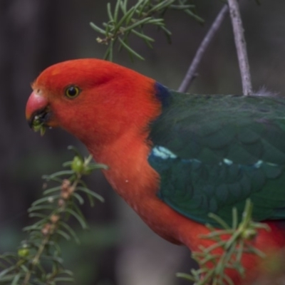 Alisterus scapularis (Australian King-Parrot) at Acton, ACT - 2 Dec 2018 by AlisonMilton