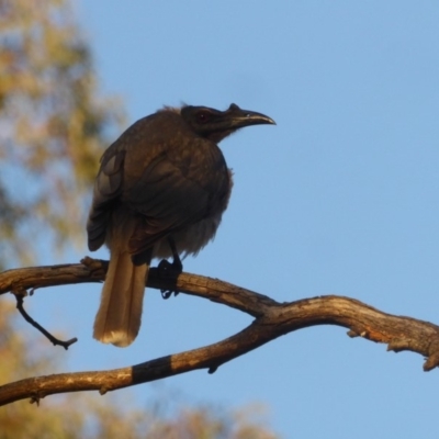 Philemon corniculatus (Noisy Friarbird) at Red Hill Nature Reserve - 2 Dec 2018 by JackyF