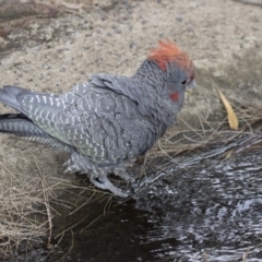 Callocephalon fimbriatum (Gang-gang Cockatoo) at Acton, ACT - 2 Dec 2018 by AlisonMilton