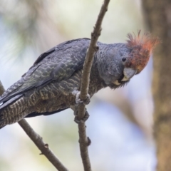 Callocephalon fimbriatum at Acton, ACT - suppressed