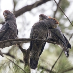 Callocephalon fimbriatum at Acton, ACT - 2 Dec 2018