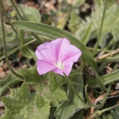 Convolvulus angustissimus subsp. angustissimus (Australian Bindweed) at Michelago, NSW - 25 Nov 2018 by Illilanga