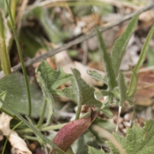 Convolvulus angustissimus subsp. angustissimus at Illilanga & Baroona - 25 Nov 2018 10:03 AM