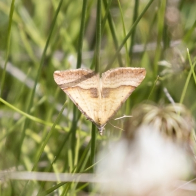 Anachloris subochraria (Golden Grass Carpet) at Michelago, NSW - 24 Nov 2018 by Illilanga