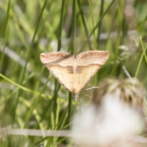 Anachloris subochraria at Michelago, NSW - 25 Nov 2018