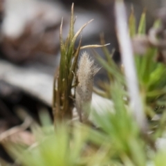 Philobota (genus) at Illilanga & Baroona - 13 Oct 2018 by Illilanga