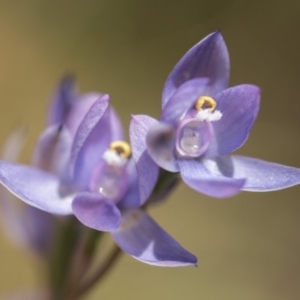 Thelymitra sp. (nuda complex) at Cotter River, ACT - 2 Dec 2018