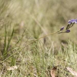 Thelymitra sp. (nuda complex) at Cotter River, ACT - 2 Dec 2018