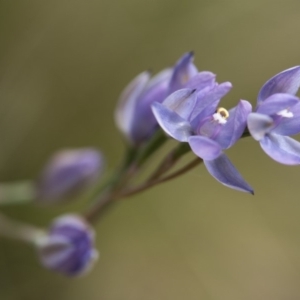 Thelymitra sp. (nuda complex) at Cotter River, ACT - 2 Dec 2018