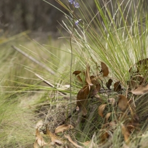 Thelymitra sp. (nuda complex) at Cotter River, ACT - 2 Dec 2018