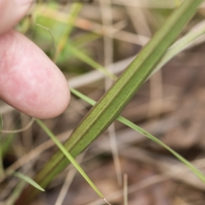 Thelymitra sp. (nuda complex) at Cotter River, ACT - 2 Dec 2018