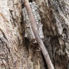 Clania ignobilis (Faggot Case Moth) at Illilanga & Baroona - 13 Oct 2018 by Illilanga