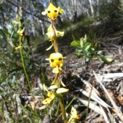 Diuris sulphurea (Tiger Orchid) at Cotter River, ACT - 1 Dec 2018 by WalterEgo