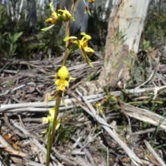 Diuris sulphurea at Cotter River, ACT - 2 Dec 2018