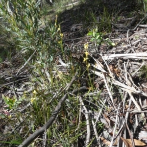 Diuris sulphurea at Cotter River, ACT - 2 Dec 2018