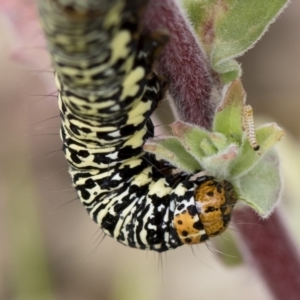 Phalaenoides tristifica at Michelago, NSW - 25 Nov 2018 10:36 AM