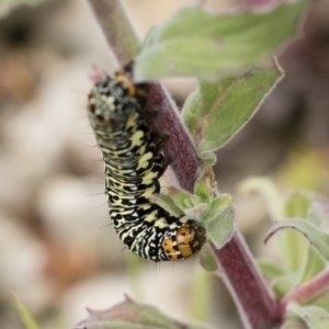 Phalaenoides tristifica at Michelago, NSW - 25 Nov 2018 10:36 AM