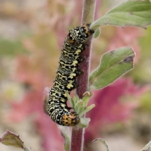 Phalaenoides tristifica at Michelago, NSW - 25 Nov 2018 10:36 AM