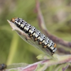 Phalaenoides tristifica at Michelago, NSW - 25 Nov 2018 10:36 AM