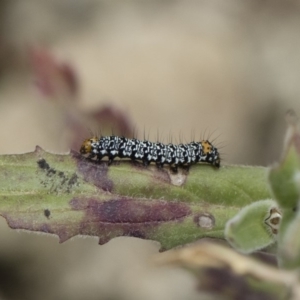 Phalaenoides tristifica at Michelago, NSW - 25 Nov 2018 10:36 AM