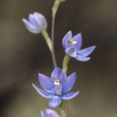 Thelymitra sp. (nuda complex) (Sun Orchid) at Cotter River, ACT - 2 Dec 2018 by GlenRyan