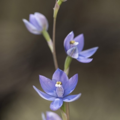 Thelymitra sp. (nuda complex) (Sun Orchid) at Cotter River, ACT - 2 Dec 2018 by GlenRyan