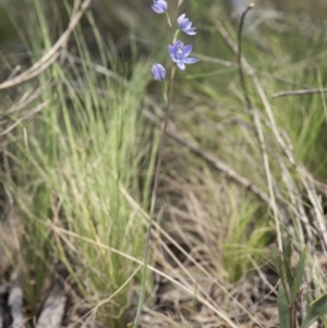 Thelymitra sp. (nuda complex) at Cotter River, ACT - 2 Dec 2018