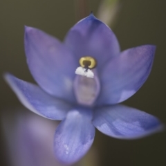 Thelymitra sp. (nuda complex) at Cotter River, ACT - 2 Dec 2018