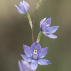 Thelymitra sp. (nuda complex) at Cotter River, ACT - 2 Dec 2018