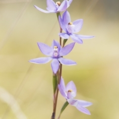 Thelymitra alpina (Mountain Sun Orchid) at Cotter River, ACT - 2 Dec 2018 by GlenRyan
