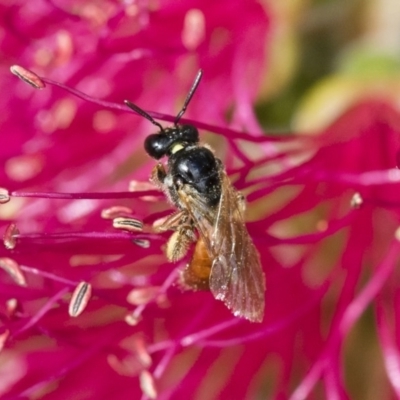 Exoneura sp. (genus) (A reed bee) at Illilanga & Baroona - 9 Nov 2018 by Illilanga