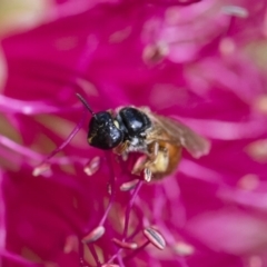 Exoneura sp. (genus) at Michelago, NSW - 10 Nov 2018