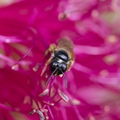 Exoneura sp. (genus) at Michelago, NSW - 10 Nov 2018 10:08 AM