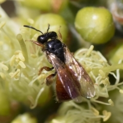 Exoneura sp. (genus) at Michelago, NSW - 10 Nov 2018 10:08 AM