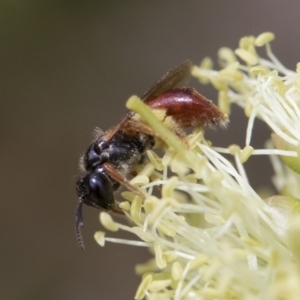 Exoneura sp. (genus) at Michelago, NSW - 10 Nov 2018